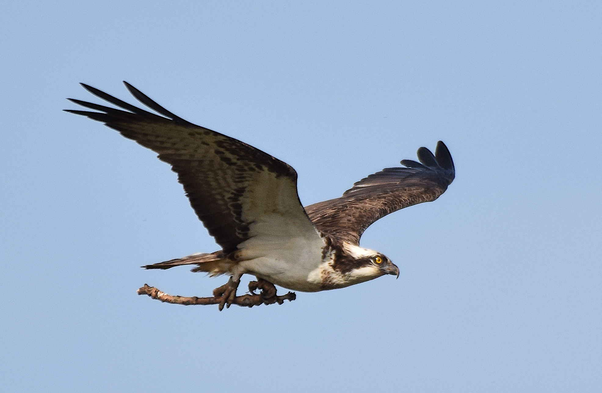 Proyecto de recuperación del Águila pescadora – Bahía de Santander