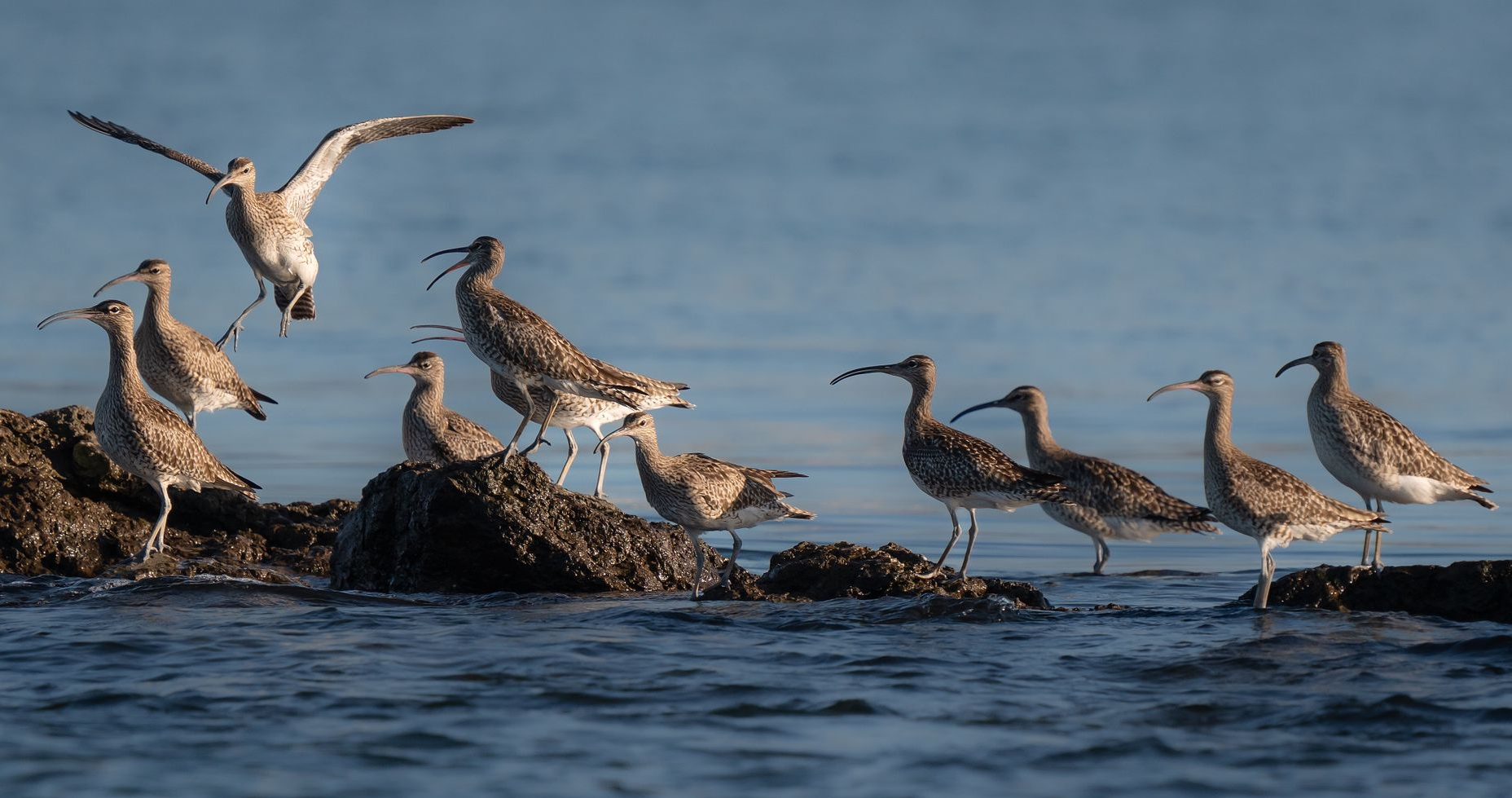 Censos de aves en el estuario del Miera y la Marisma del Conde – SEGUNDO trimestre 2024